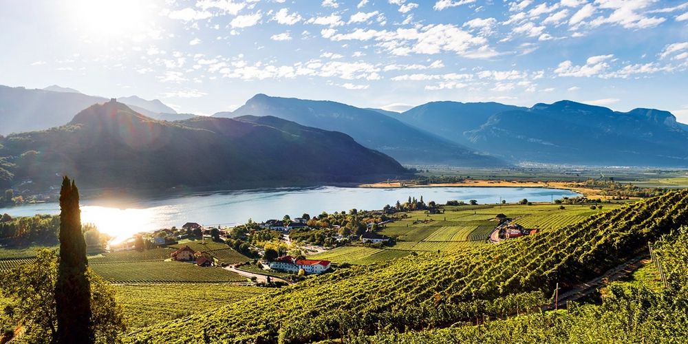 Sunlit vineyard landscape with a river and mountains in the background under a partly cloudy sky. Sunlit vineyard landscape with a river and mountains in the background under a partly cloudy sky.